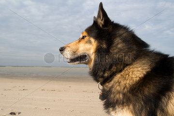 Emden  Deutschland  ein Husky-Schaeferhund-Mix am Nordseestrand
