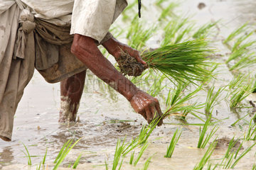 Larkana  Pakistan  Reisbauer beim Pflanzen von Reis