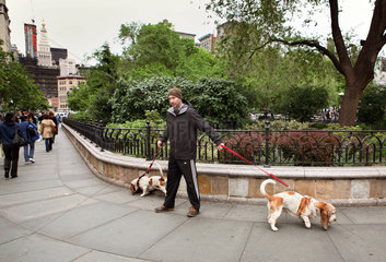 New York City  USA  Mann fuehrt zwei Hunde an der Leine