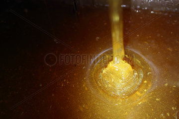 Castel Giorgio  Italien  ausgeschleuderter Honig laeuft in einen Eimer