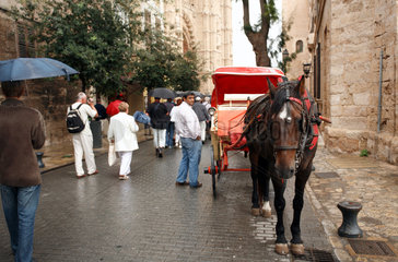 Palma  Mallorca  Spanien  ein Kutscher mit Pferdekutsche in Palma de Mallorca