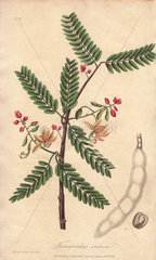 Tamarind  Tamarindus indica