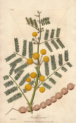 Egyptian thorn tree  Acacia nilotica