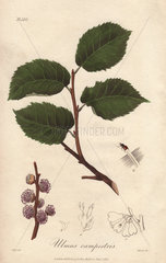 Field elm tree  Ulmus minor