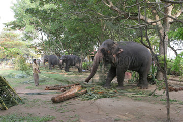 Galle  Sri Lanka  Arbeitselefanten bei der Arbeit