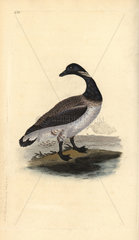 Brent goose from Edward Donovan's Natural History of British Birds  London  1818.