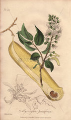 Peru balsam tree  Myroxylon peruiferum