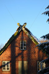 Ochtmannnsbruch  Deutschland  Dachgiebel eines alten Bauernhauses
