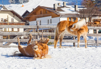 Innichen  Italien  ein Pferd waelzt sich im Schnee auf einer Koppel