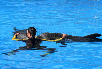 Puerto de la Cruz  Spanien  Tierpfleger kuschelt mit zwei Delfinen im Loro Park