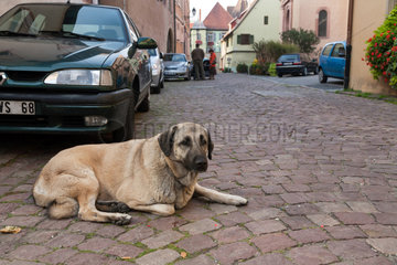 Tuerkheim  Frankreich  ein Hund liegt an einer Strasse
