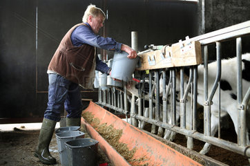 Prangendorf  Deutschland  Landwirt fuettert die Kaelber in einem Stall der Heckrath KG