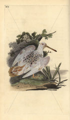 Pied-white woodcock from Edward Donovan's Natural History of British Birds  London  1818.