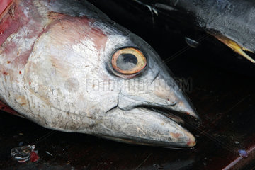 Galle  Sri Lanka  Thunfische auf dem Fischmarkt