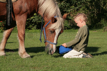 Fargau-Pratjau  Deutschland  ein Junge fuettert ein Pferd