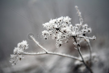 Belloe  Schweden  schneebedeckte Pflanze