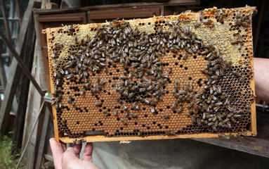 Neuenhagen  Deutschland  Honigbienen auf einer Wabe