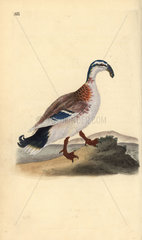Hook-billed mallard from Edward Donovan's Natural History of British Birds  London  1818.