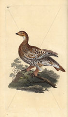 Black grouse from Edward Donovan's Natural History of British Birds  London  1818.