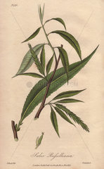 Crack willow  Salix fragilis