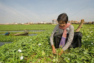 Phnom Penh  Kambodscha  eine Frau erntet Wasserspinat auf einer Plantage
