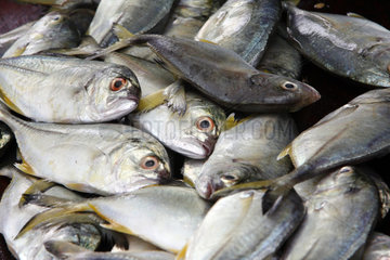 Galle  Sri Lanka  Meeresfische auf dem Fischmarkt