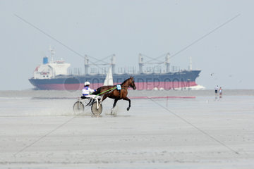 Cuxhaven  Deutschland  Trabrennpferd beim Duhner Wattrennen