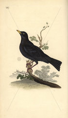Eurasian blackbird from Edward Donovan's Natural History of British Birds  London  1818.