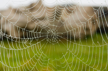 Ruegen  Spinnennetz mit Tautropfen