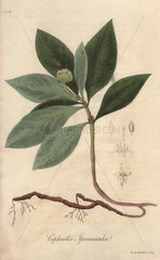 Carapichea ipecacuanha