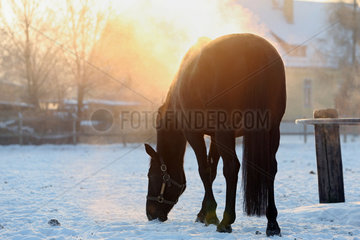 Graditz  Deutschland  Pferd im Winter bei Sonnenaufgang auf der Koppel