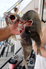 St. Pete Beach  USA  frisch geangelte Fische