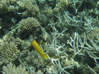 Ilot Gabriel  Mauritius  Unterwasserwelt Korallen und Fische im indischen Ozean