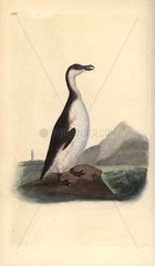 Great auk (extinct) from Edward Donovan's Natural History of British Birds  London  1818.