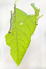 Larven der Blattwespe auf einem Weidenblatt