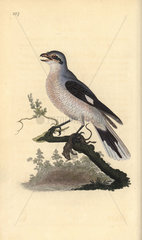 Great grey shrike from Edward Donovan's Natural History of British Birds  London  1818.