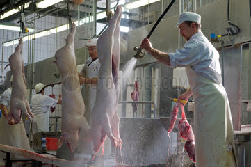 Neuruppin  Deutschland  Metzger reinigt die Schweine mit einem Wasserstrahl