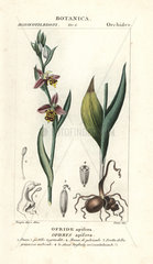 Bee orchid  Ophrys apifera
