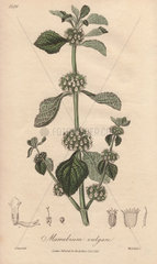 White horebound  Marrubium vulgare