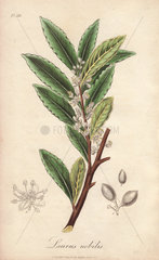 Bay laurel tree  Laurus nobilis