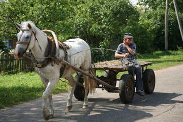 Domsarycy  Weissrussland  ein Junge mit Pferdefuhrwerk