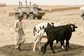 Kunduz  Afghanistan  Bauer drischt mit Kuehen die Ernte