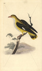Golden oriole (female) from Edward Donovan's Natural History of British Birds  London  1818.