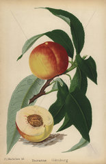Oldenberg nectarine  Prunus persica cultivar
