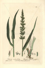 Rough bristle grass  Setaria verticillata.