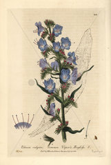 Viper's bugloss  Echium vulgare.