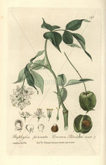 Common bladder nut  Staphylea pinnata.