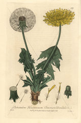 Common dandelion  Leontodon taraxacum.
