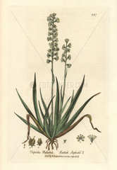 Scottish asphodel  Tofieldia palustris.