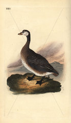 Canada goose from Edward Donovan's Natural History of British Birds  London  1818.